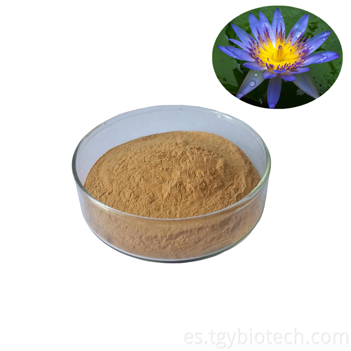 Blue Lotus Flower Extract